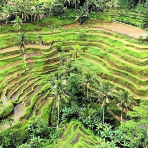 Book 9 Days 8 Nights Bali Tour Package itinerary including Mt Batur and Tanah Lot