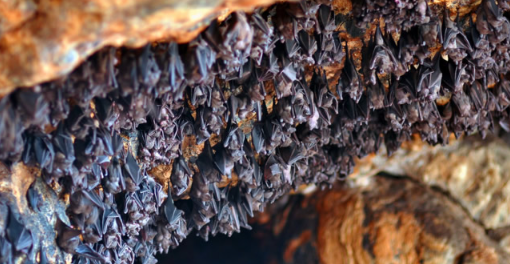 Book Bali 6 days 5 nights tour package with hotel itinerary map