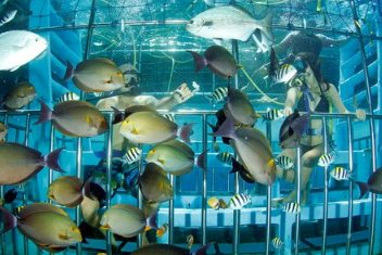 Book Bali Underwater Scooter Tour 2026 - Ceningan Island Activity