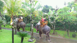 Book Bali Watersport Elephant Ride and ATV Tour - 2026 Adventure Bundle