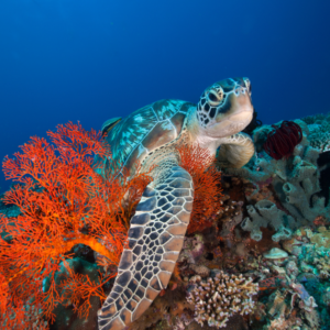 Book Gili 3 Island BBQ Cruise tickets online snorkeling at underwater statues