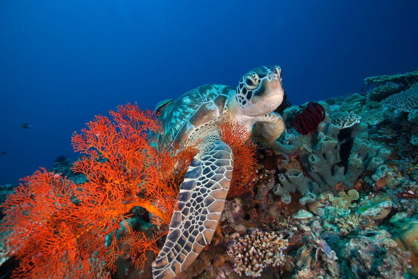 Book Gili 3 Island BBQ Cruise tickets online snorkeling at underwater statues