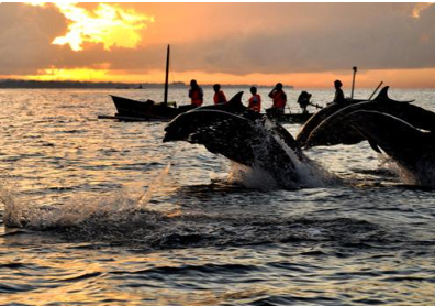 Book Gitgit Waterfall and Lovina tour online dolphin watching sunrise