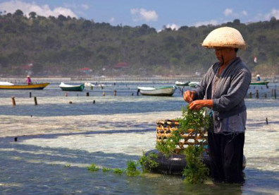 Book Lembongan Island Day Packages with Scoot Fast Cruise - Snorkeling and Glass Bottom Boat