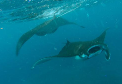 Book Lembongan One Day Package by Rocky Fast Cruise - Snorkeling Manta Bay