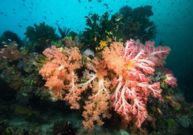 Book Lembongan Water Sport All-Inclusive Day Trip - Snorkeling and Diving