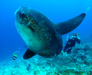 Book Lembongan Water Sport All-Inclusive Day Trip - Snorkeling and Diving