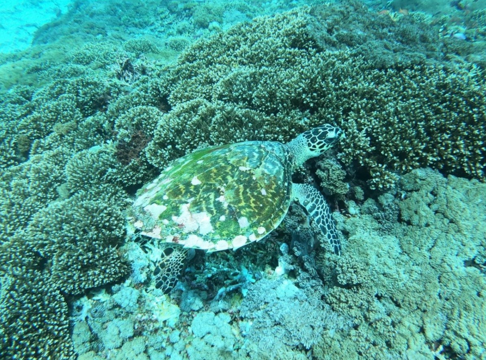 Book Manta Ray Snorkeling Package from Bali - Manta Bay Encounter