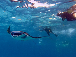 Book Manta Ray Snorkeling Package from Bali | Official 2026 1 Book Manta Ray Snorkeling Package from Bali - Manta Bay Encounter