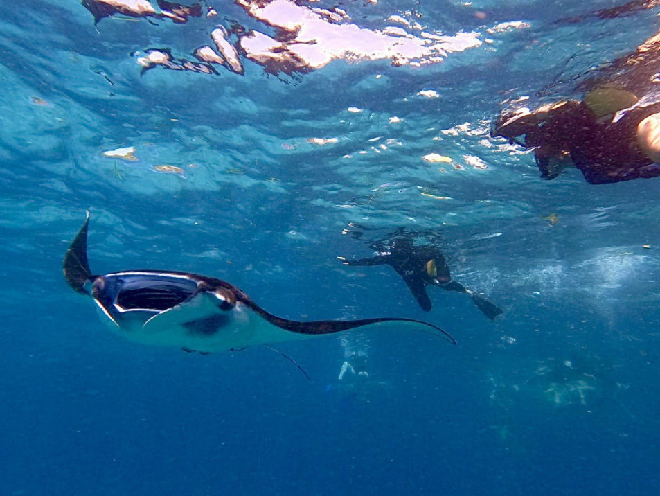 Book Manta Ray Snorkeling Package from Bali - Manta Bay Encounter