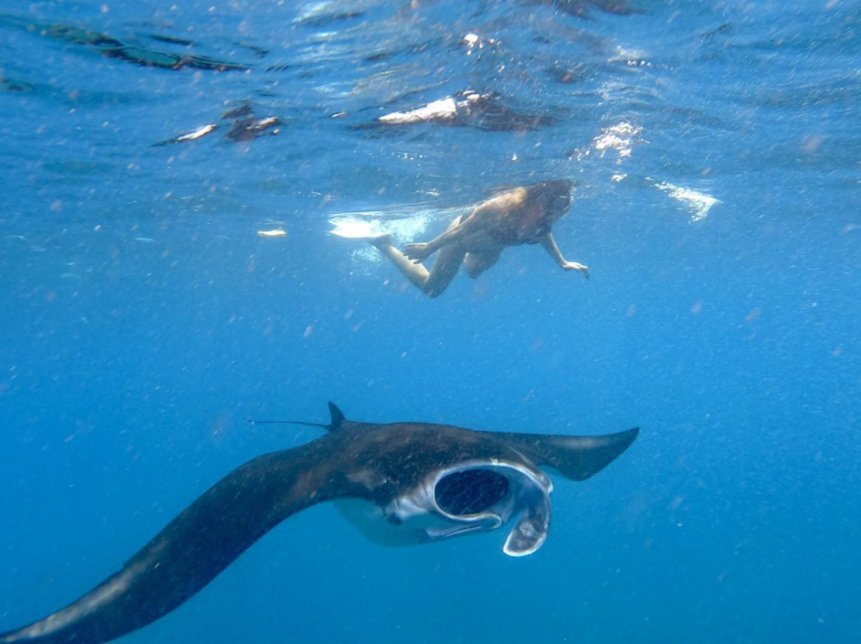 Book Manta Ray Snorkeling Package from Bali - Manta Bay Encounter
