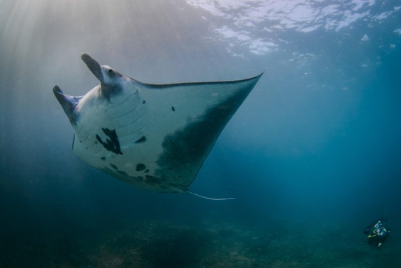 Book Nusa Penida Adventure Cruise Bali Hai online Ocean Rafting vessel