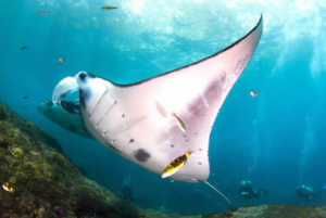 Book Nusa Penida Diving Day Trip from Bali - Manta Ray Encounter