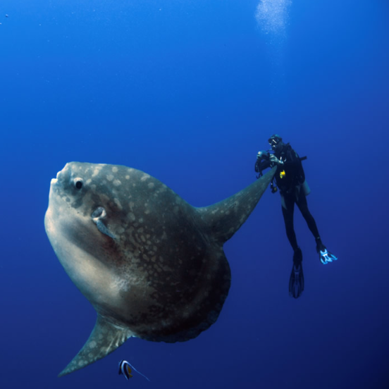 Private Snorkeling Boat Rental Nusa Penida 2026