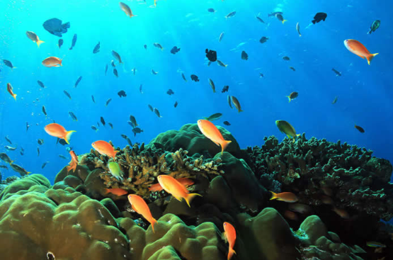 Book Nusa Penida Diving Day Trip from Bali - Manta Ray Encounter