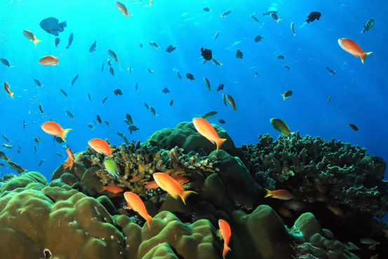 Book Nusa Penida Diving Day Trip from Bali - Manta Ray Encounter