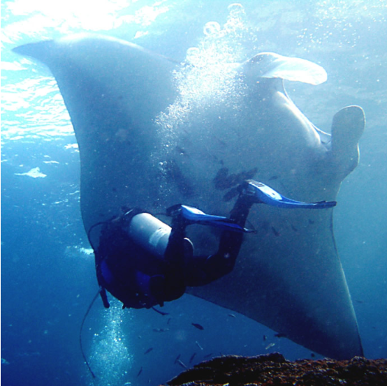 Book Nusa Penida Diving Day Trip from Bali - Manta Ray Encounter