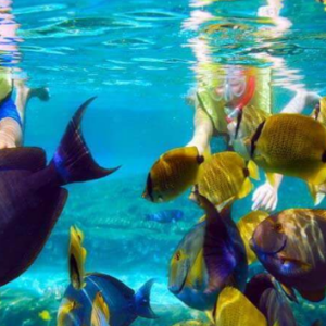 Book Nusa Penida Snorkeling Private Trip from Lembongan - Manta Ray Encounter