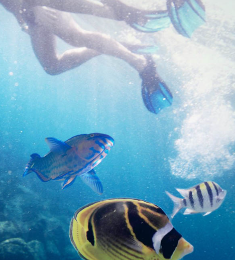 Book Starfish Fast Cruise Sanur to Nusa Penida - 70 Passenger Vessel