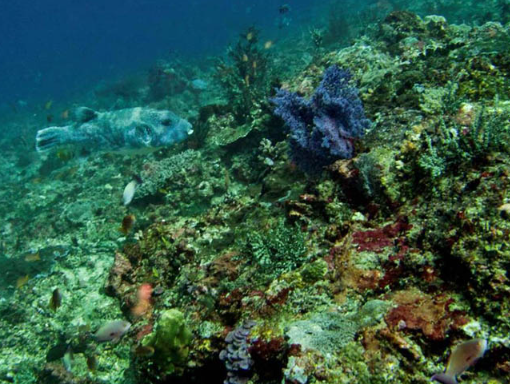 Book Starfish Fast Cruise Sanur to Nusa Penida - 70 Passenger Vessel