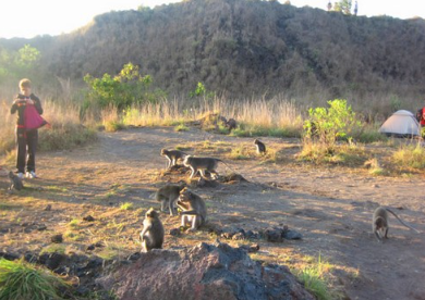 Book Mount Batur Sunrise Trekking - Summit View