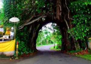 Book Tamblingan Lake Jungle Trekking and Canoe - Traditional Bali Adventure