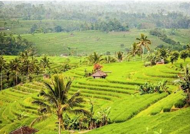 Book Tamblingan Lake Jungle Trekking and Canoe - Traditional Bali Adventure