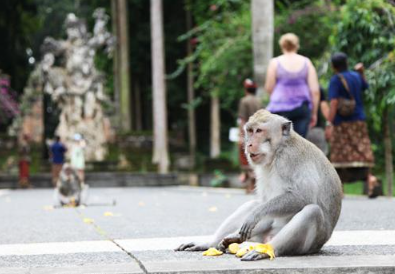 Book Tanah Lot sunset tour online for 2026