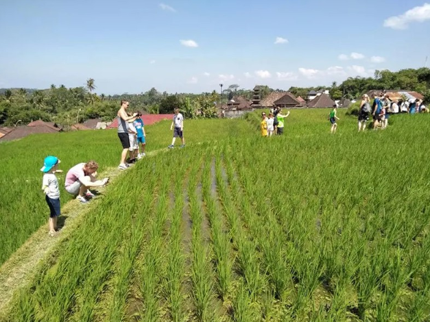 Book Ubud Rice Paddy Walking Tour - Authentic Balinese Culture