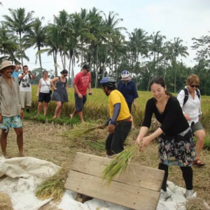 Book Ubud Rice Paddy Walking Tour - Authentic Balinese Culture