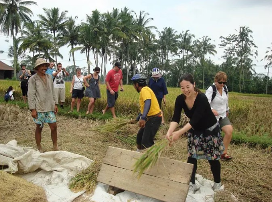 Book Ubud Rice Paddy Walking Tour - Authentic Balinese Culture