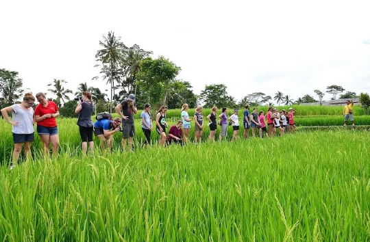 Book Ubud Rice Paddy Walking Tour - Authentic Balinese Culture