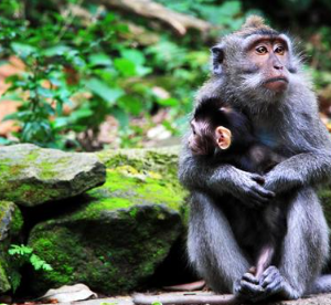 Book Ubud and Tegalalang Rice Terrace tour online Instagram spots