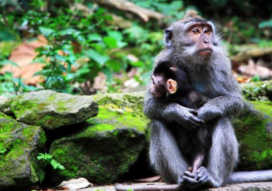 Book Ubud and Tegalalang Rice Terrace tour online Instagram spots