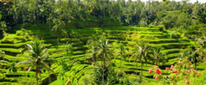 Book Ubud and Tegalalang Rice Terrace tour online Instagram spots