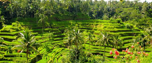 Book Ubud and Tegalalang Rice Terrace tour online Instagram spots