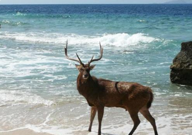 Book West Bali National Park tour online showing rare Bali Starling bird