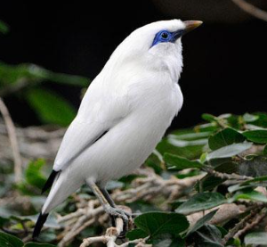 Book West Bali National Park tour online showing rare Bali Starling bird