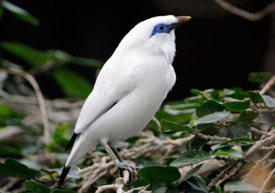 Book West Bali National Park tour online showing rare Bali Starling bird