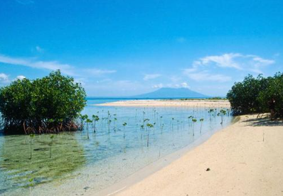 Book West Bali National Park tour online showing rare Bali Starling bird