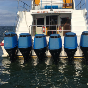 Book Wijaya Buyuk Fast Boat Sanur to Gili - 1800HP Vessel