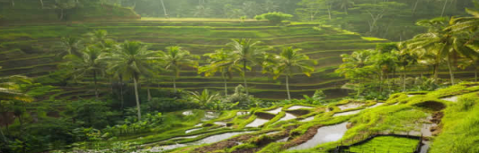 Experience the spiritual heart of Bali with our Kintamani volcano tour with Barong dance tickets