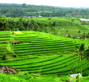 Explore the UNESCO-protected landscapes with a private day trip Taman Ayun and Jatiluwih.