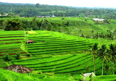 Explore the UNESCO-protected landscapes with a private day trip Taman Ayun and Jatiluwih.