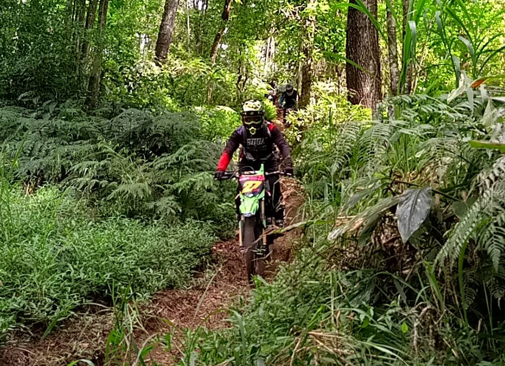 Kintamani forest dirt bike tour price pine trees 6 Kintamani forest dirt bike tour price pine trees