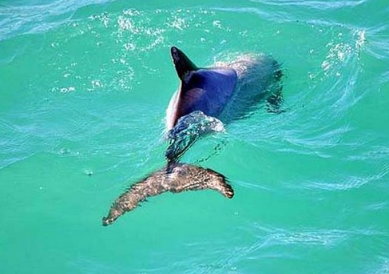 Serangan dolphin swim price 2025 2026 floating pen Bali