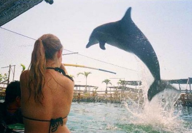 Serangan dolphin swim price 2025/2026