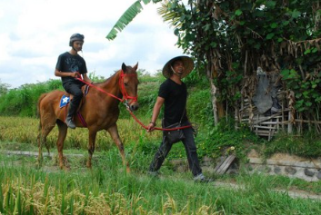 Ubud Horse Riding price 2025 rice field tour 10 Ubud Horse Riding price 2025 rice field tour