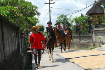 Ubud Horse Riding price 2025 rice field tour 2 Ubud Horse Riding price 2025 rice field tour