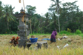 Ubud Horse Riding price 2025 rice field tour 4 Ubud Horse Riding price 2025 rice field tour